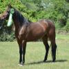 2010 USEF Horse of the Year Region 9 Arabian Sport Horse - 6th Place