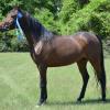 2011 Reserve Champion Sport Horse in Hand Mare - Cowtown Classic