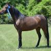 2011 Reserve Champion Sport Horse in Hand Mare - Cowtown Classic