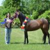 2011 Champion Sport Horse In Hand Mare - Houston All Arabian Show