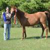 2011 Reserve Champion Sport Horse In Hand Mare - Houston All Arabian Show